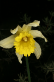 Narcissus pseudonarcissus RCP2-09 107.jpg